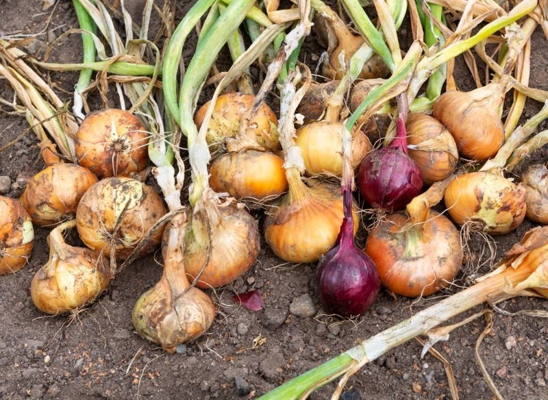 suszenie i przechowywanie cebuli   