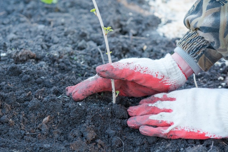 najlepsze odmiany porzeczki