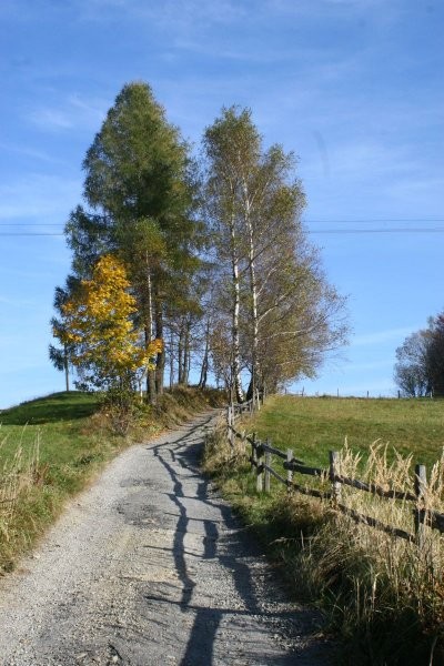 Pozostałe, Góralskie lasy