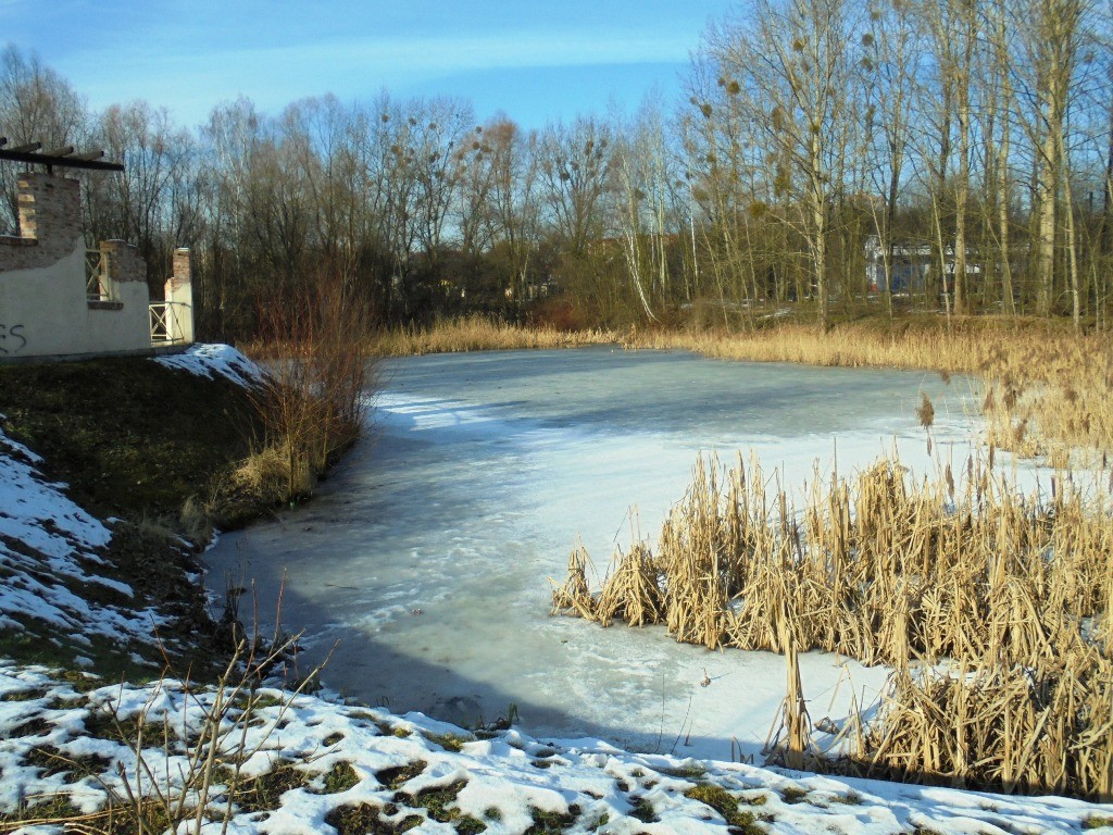 Pozostałe, LUTOWY  DZIEŃ  W  PARKU Mickiewicza - Park Mickiewicza