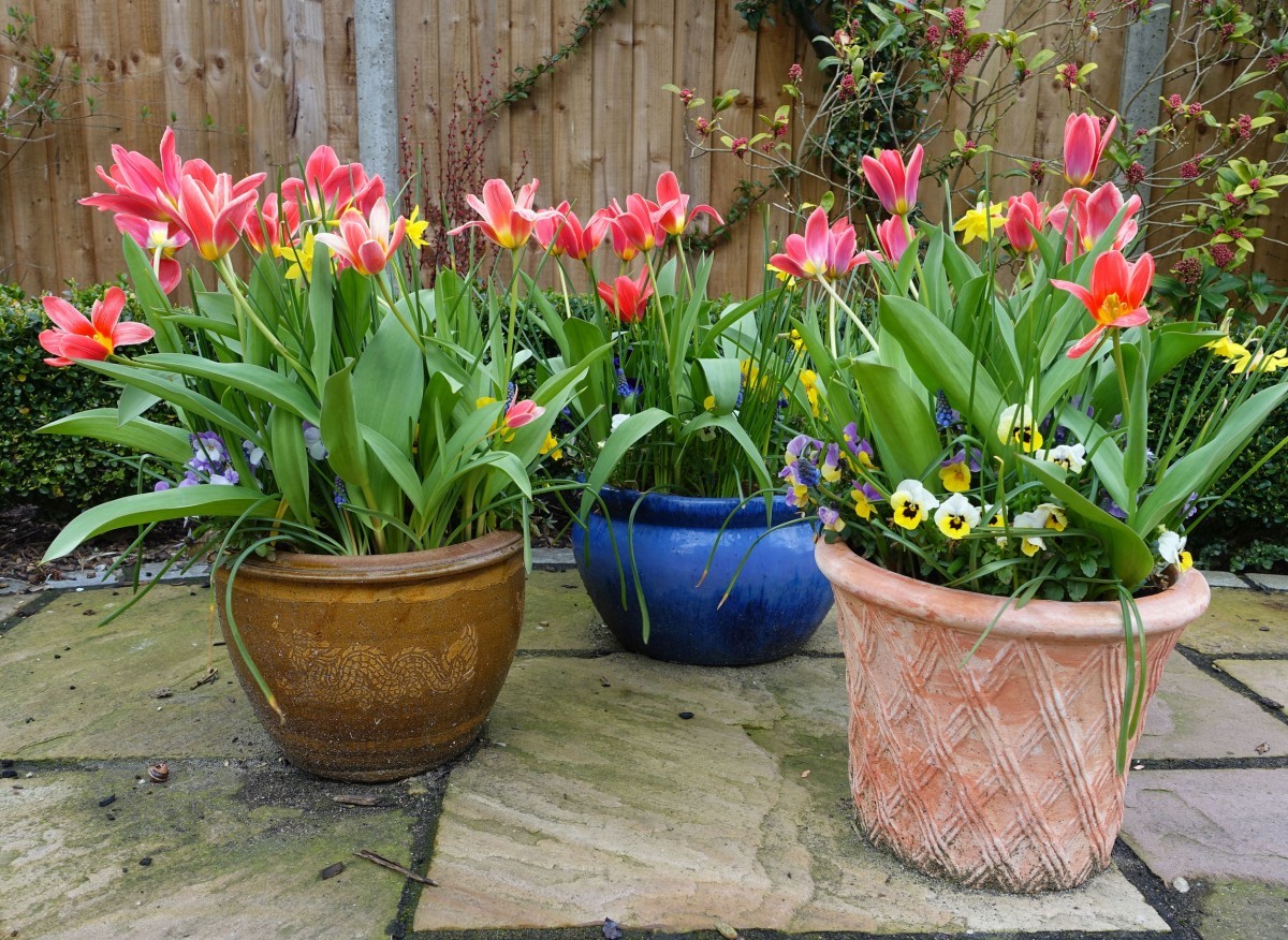 Tulipany lubia stanowisko słoneczne