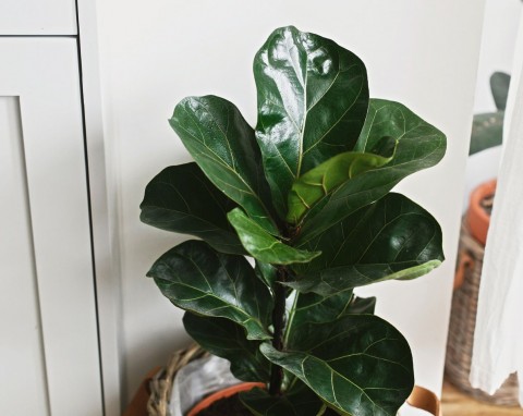 Jeśli będzie miał dobre warunki, stanie się ozdobą domu. Jakie wymagania ma fikus dębolistny