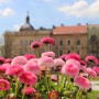 Rośliny, Stokrotki wiosenne - stokrotki