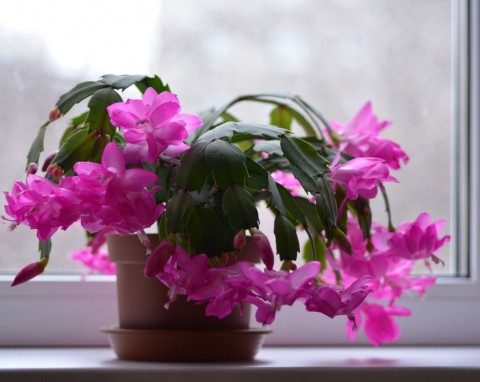 Liście grudnika opadają i kurczą się? Działaj szybko, a potem dodaj do ziemi „czarną odżywkę”