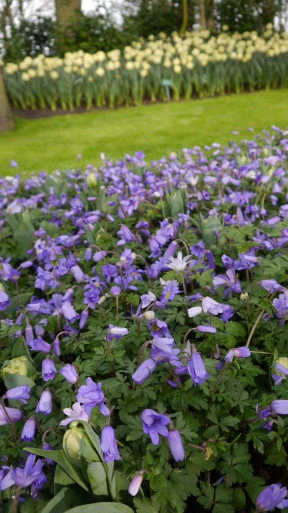 Pozostałe, Keukenhof