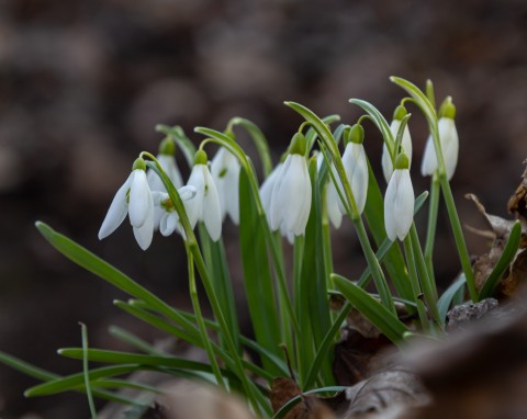 Śnieżyczka przebiśnieg (Galanthus nivalis)