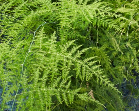 Szparag doniczkowy (Asparagus setaceus)