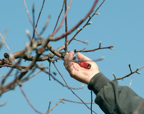 W grudniu trzeba je przyciąć. Wiosną rozwiną się i zakwitną spektakularnie