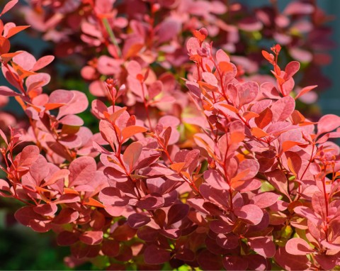Ogrodnicy polecają między sobą te odmiany berberysów. Nie mają dużych wymagań i zawsze dają efekt „wow”