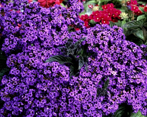 Pachnie, cudownie wygląda i zasłoni wszystko, co brzydkie w ogrodzie. Już można siać na rozsadę