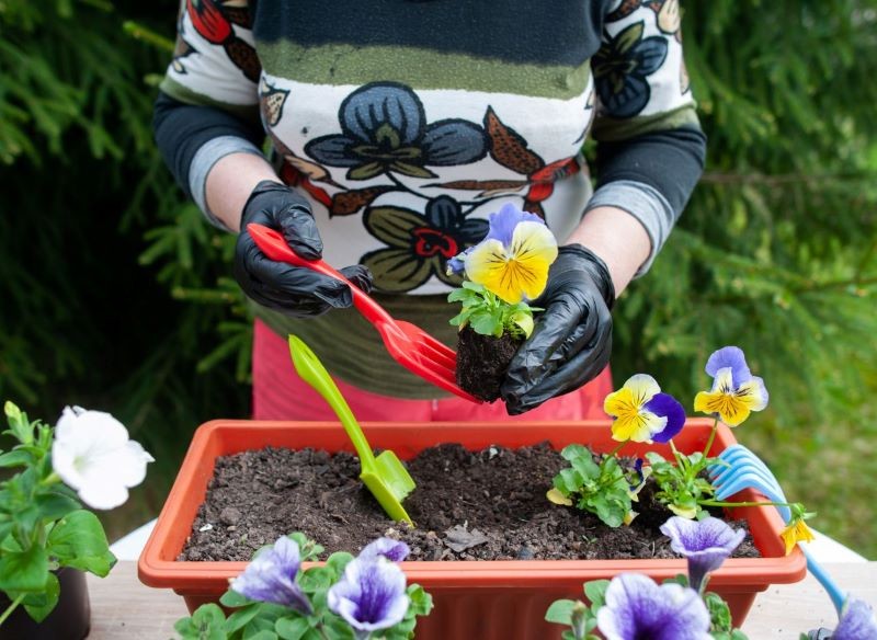 Bratki możemy uprawiać też w doniczkach.