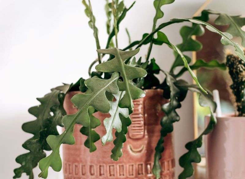 Kaktus zygzak (Epiphyllum anguliger).