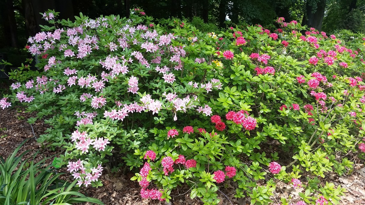 Pozostałe, Zakwitly rozaneczniki i azalie w arboretum