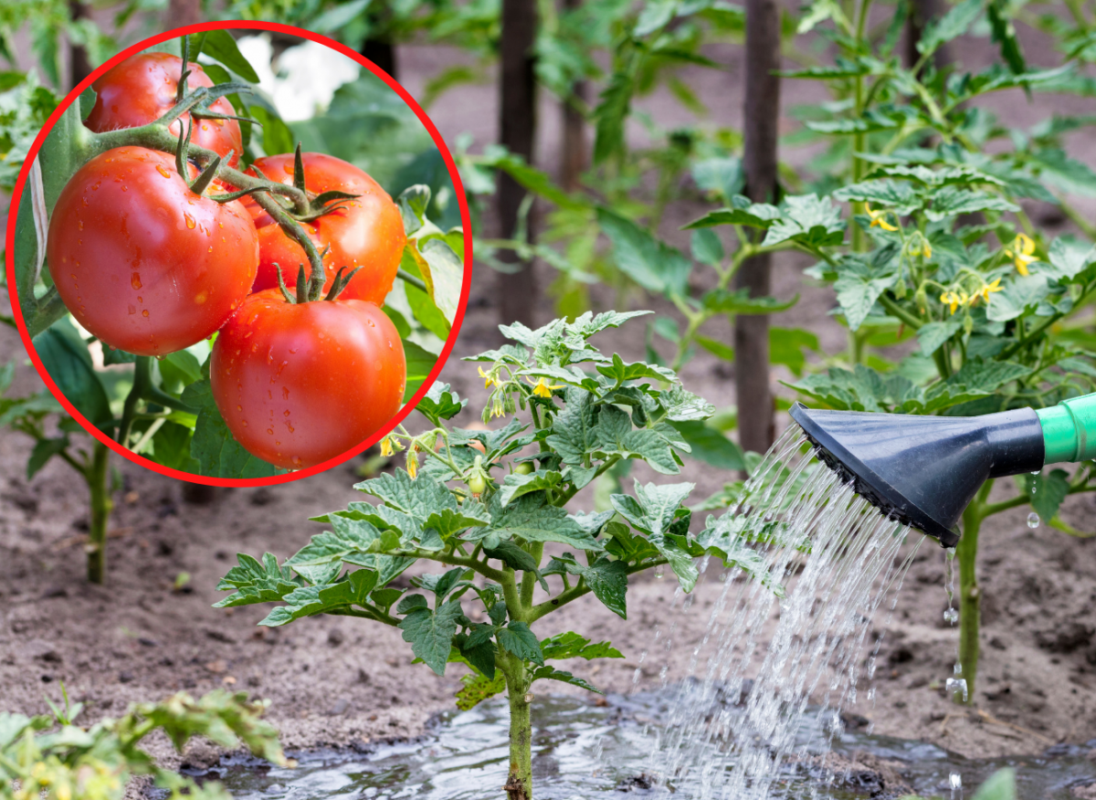 podlewanie pomidorów