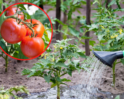 Kiedy i jak często podlewać i nawozić pomidory, by bogato obrodziły?