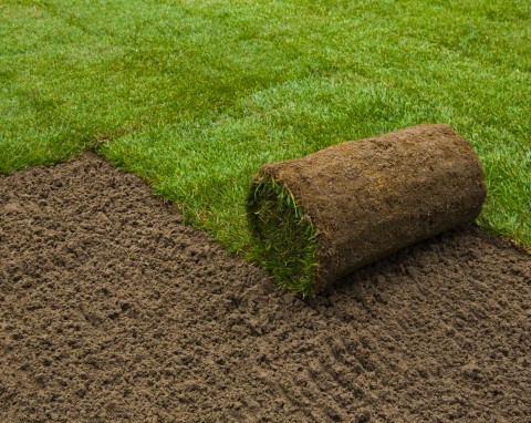 Trawiasty dywan. Jak założyć trawnik z rolki?