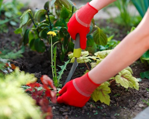 Jakimi narzędziami usuwać chwasty w ogrodzie? Wybraliśmy pięć najlepszych