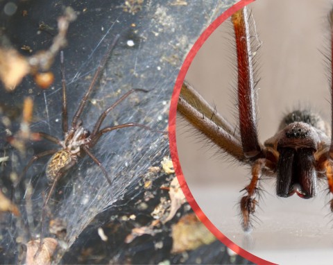 Największy pająk, jaki może zagnieździć się w domu. Jak pozbyć się kątnika