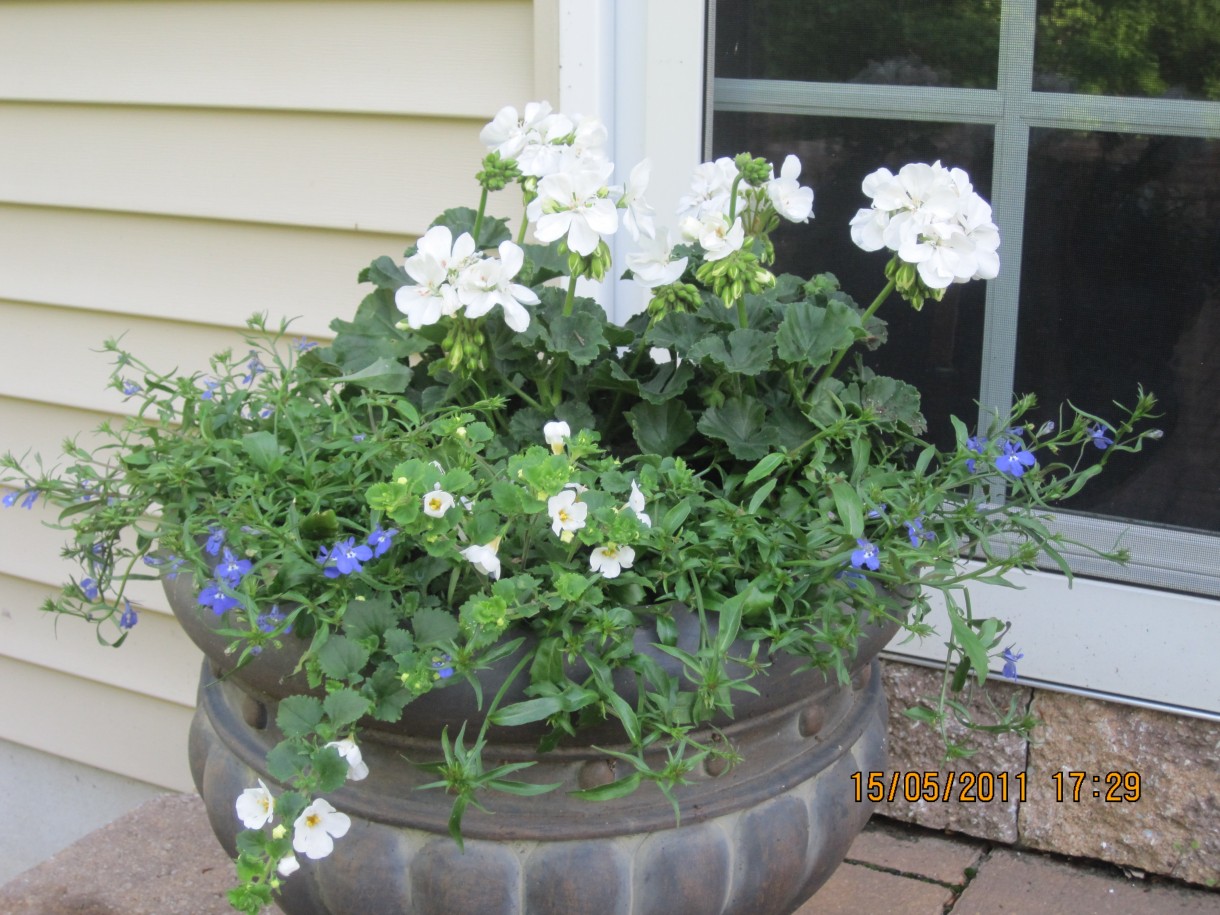 Pelargonie