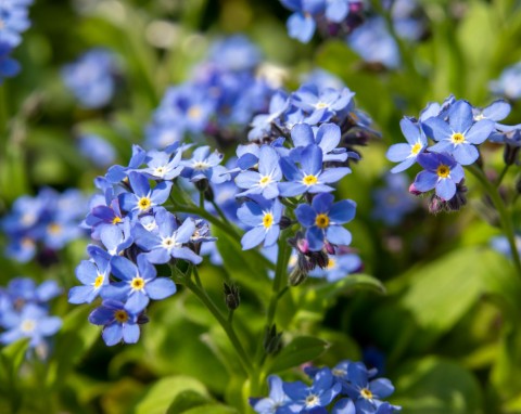 Niezapominajka leśna (Myosotis sylvatica)