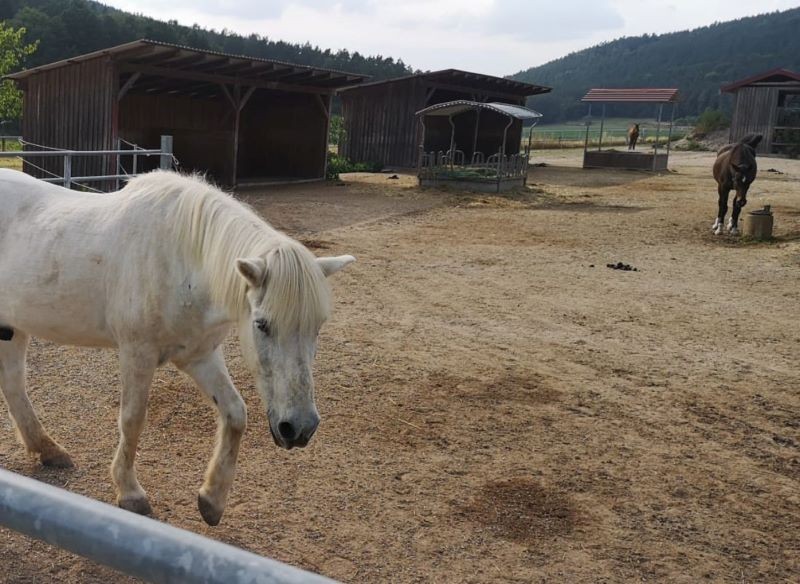 Stadnina konna tuż obok domu