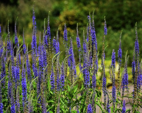 Przetacznik długolistny (Veronica longifolia)