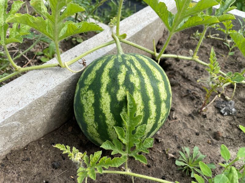 Uprawa arbuzów uda się tylko na słonecznym stanowisku.