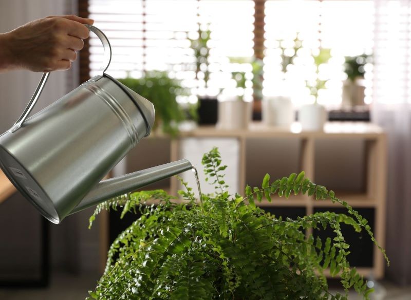 Błędy w podlewaniu są częstą przyczyną więdnięcia paprotki.