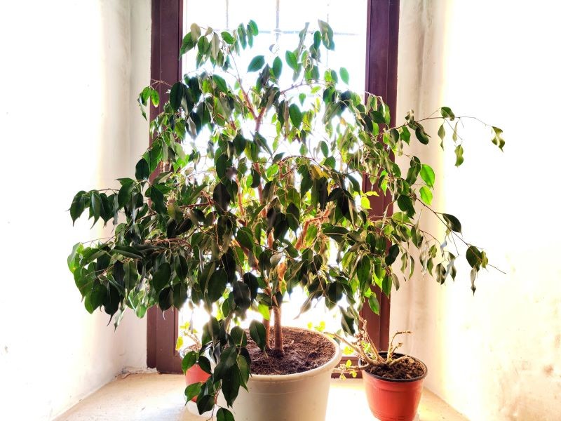 Fikus benjamina jest bardzo wrażliwy na wszelkie zmiany w otoczeniu.