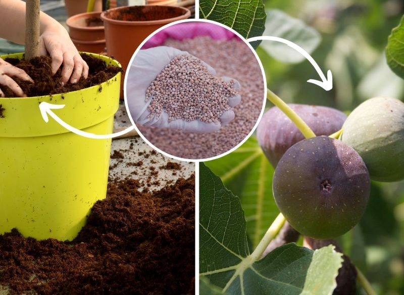 Nawożenie ma duże znaczenie