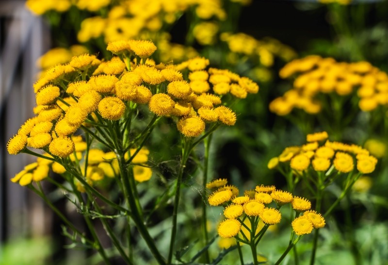 gnojówka z wrotyczu 