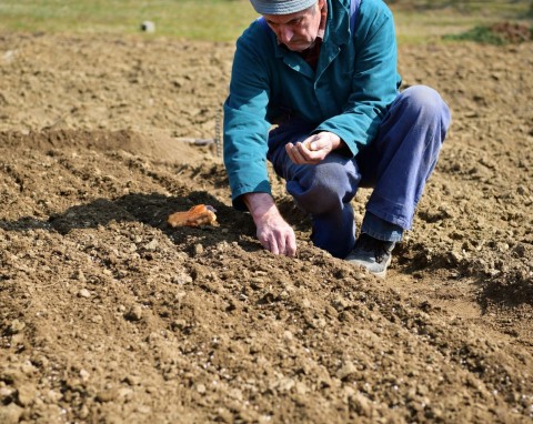 Jeden z najlepszych nawozów do stosowania jesienią. Wzmacnia glebę pod wymagające owoce, warzywa i kwiaty