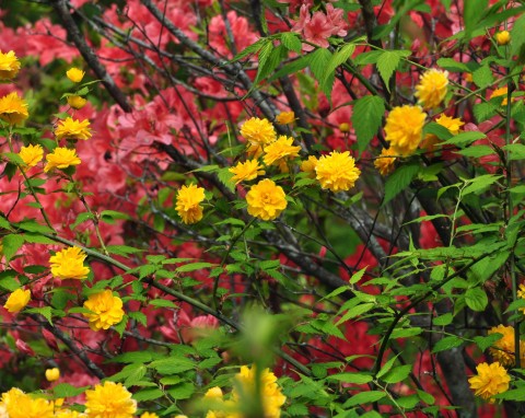 Jego słonecznie żółte kwiaty rozpromienią każdy ogród.  Jak uprawiać złotlin japoński?