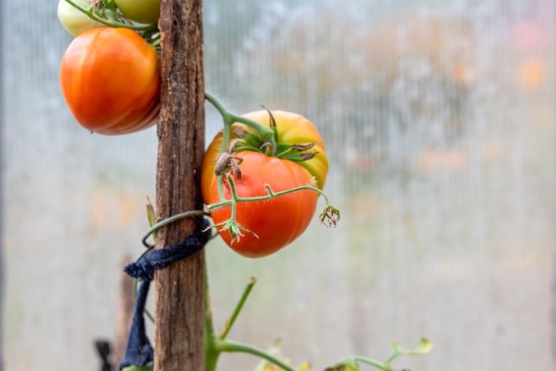 W dojrzewających pomidorach jest coraz więcej likopenu, któremu zawdzięczają swój kolor.