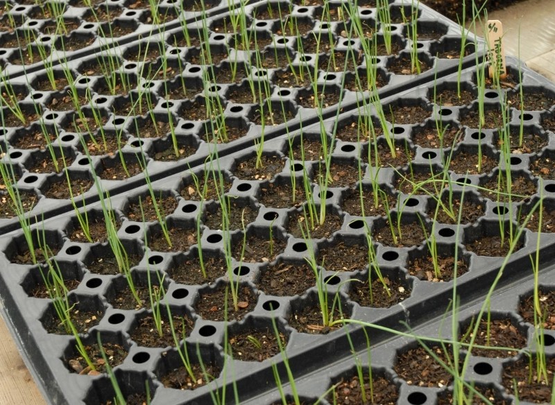 przycinanie pora podczas rozsady