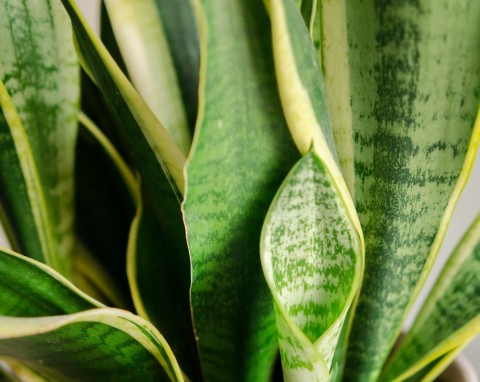 Wężownica będzie miała dużo mięsistych liści. 5 porad jak dobrze dbać o sansewierię