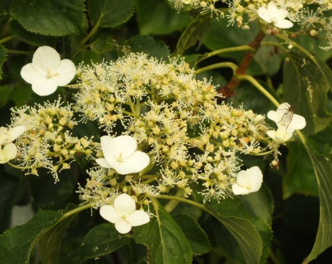 Hortensja pnąca (Hydrangea petiolaris)