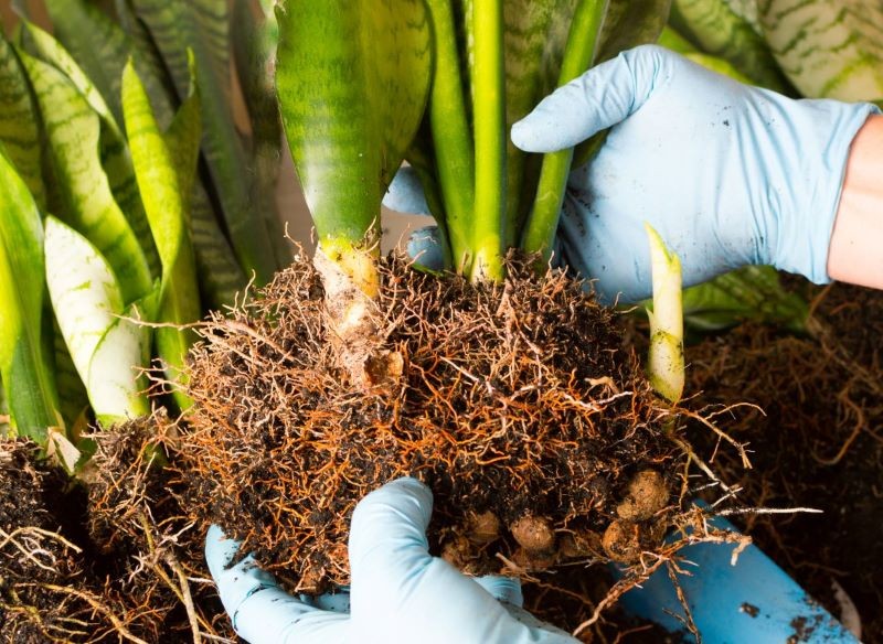 Podczas przesadzania sansewierii możemy ją rozmnożyć, dzieląc jej korzenie.