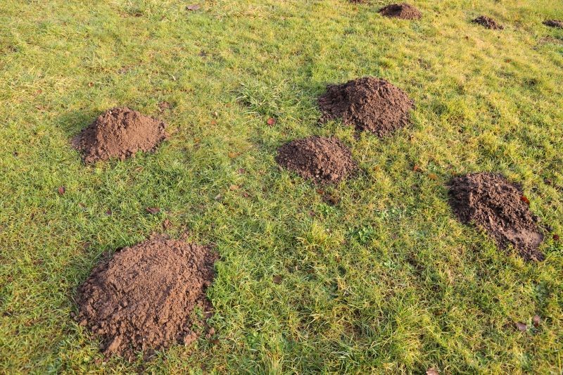 Gniazdo kreta znajduje się w pobliżu kopców, ale w ustronnym miejscu.