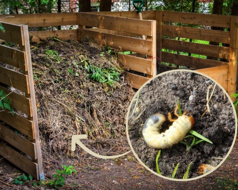 Pędraki w ogrodzie – jak bardzo są szkodliwe. Czy trzeba usuwać pędraki z kompostu?