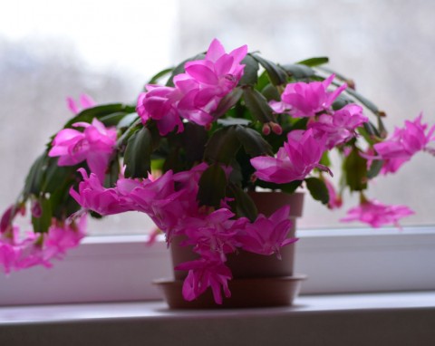 Dlaczego liście grudnika więdną i gniją? Zastosuj szybką kurację, schlumbergera znów się zazieleni i wypuści pąki