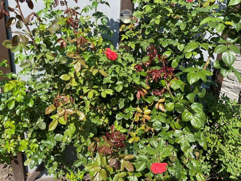 czarna plamistość róż