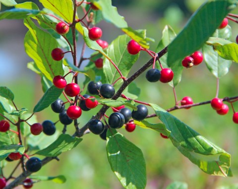 Kruszyna pospolita (Frangula alnus)