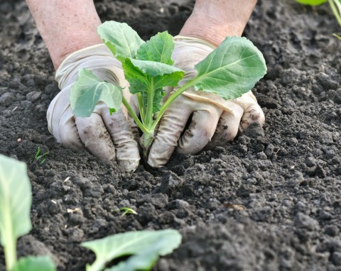 Umieść w dołkach podczas sadzenia kapusty. Główki urosną dorodne, szkodniki nie będą podgryzać korzeni