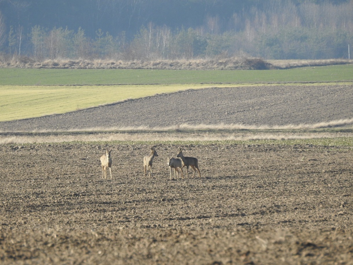 Leśne klimaty, PRZEBUDZENIE...