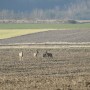 Leśne klimaty, PRZEBUDZENIE...