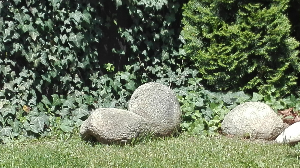 Pozostałe, W lipcowym ogrodzie:)