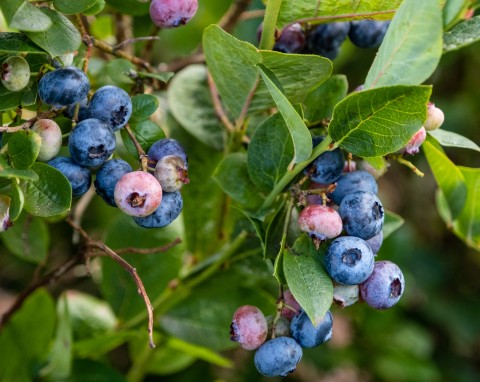 Jak przygotować borówkę amerykańską na zimę? Ochrona przed mrozem i zakwaszenie gleby