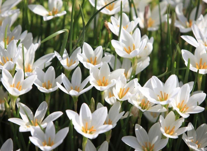 Zefirant 'Candida' zachwyca białymi kwiatami.