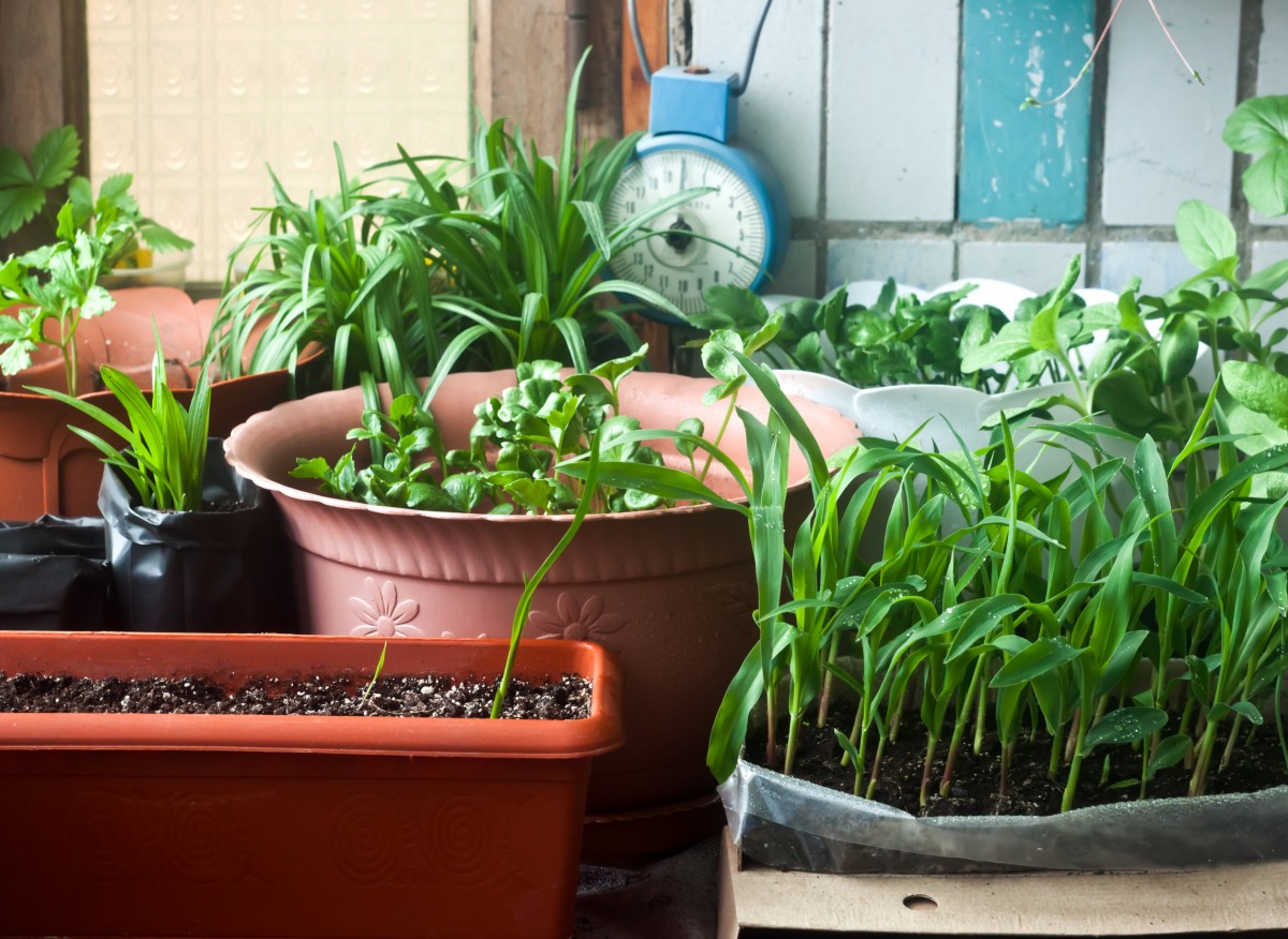 zioła w doniczkach
